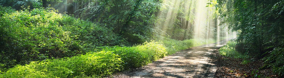 Marilyn Vancil Path